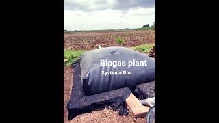 Biogas Plant by Govind Milk amp Systema Bio biogasplant agriculturetechnology farmerlife [upl. by Zanze]