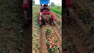 New technology for carrots production carrot production technology shorts viralshorts [upl. by Gundry]