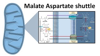 Malate aspartate shuttle system [upl. by Naols]