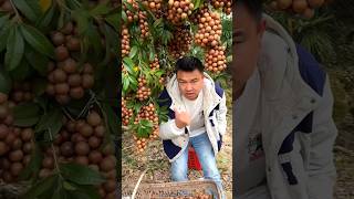 Macadamia Nuts 🥜🥜 Harvesting from Farm With Beautiful Fruit Garden 🏡 shorts youtubeshorts [upl. by Ellwood647]