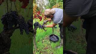 LA VENDIMIA 🍇✂️ viticultura VENDIMIA UVAS VIÑA VIÑEDOS vino vinosdelmundo agricultura VID [upl. by Davidoff456]