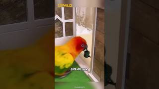 Intelligent amp Beautiful Parrot  Sun Conure shorts [upl. by Dorelia]