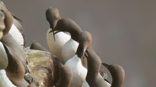 Murres Preparing for the Breeding Season on Sea Cliffs  Scotland [upl. by Duffie91]