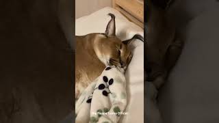 Gosha is Sleeping  Big Floppa caracal [upl. by Hannala]