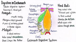 Digestion in cockroach  class 11 [upl. by Sup7]