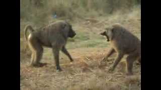 Baboon Fight during Uganda Safari [upl. by Mohandas]