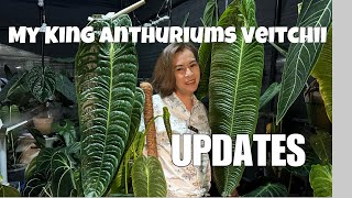 My King Anthurium Veitchii UPDATE💚 anthurium plants rareplants plantita mommyvlogger [upl. by Aika]