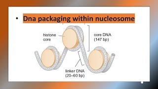 Histone  DNA packaging  Nucleosome [upl. by Nirad]