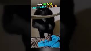 Mamma Chimp Thought She Lost Her Baby Until This💔shorts [upl. by Noskcaj753]