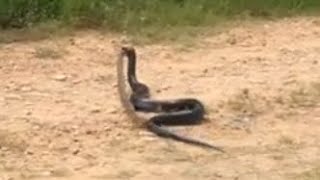 Blue indigo vs rattlesnake Uvalde TX Garwood Kincaid Ranch [upl. by Ettennat]