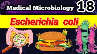 Escherichia coli part 1 شرح بالعربي Morphology habitat Transmission infections Pathogenesis [upl. by Anitnemelc533]