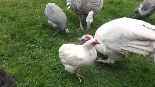 Araucana Ameraucana and Easter Egger 101 [upl. by Woods]