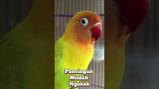 Lovebird Pancingan Ngekek Panjang [upl. by Aikahs]