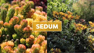 Hardy Sedum Stonecrop Succulents 101  Care Tips amp Unique Traits [upl. by Ikkaj]