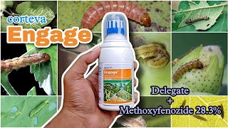 Corteva ENGAGE Insectide  For Lepidopteran pests  Dr A Venugopal [upl. by Karney892]