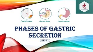 Phase of gastric secretion  Cephalic Phase  Gastric Phase  Intestinal Phase  Hindi [upl. by Graniah955]