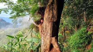 Hidden in the trunk of a giant tree eternal refuge exist for millions of years to come [upl. by Yuille]