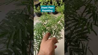 Shami Plant Repotting amp Care Tips shamiplant shorts [upl. by Annoyt140]