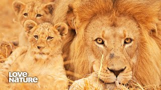 Cubs Meet Their Lion King Father For The First Time  Wildlife Icons Ep101 [upl. by Ydolem]