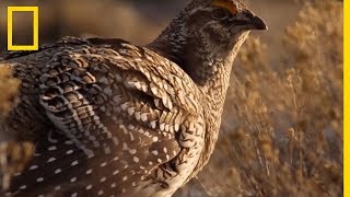 Cet oiseau danse pour attirer les femelles [upl. by Afesoj118]