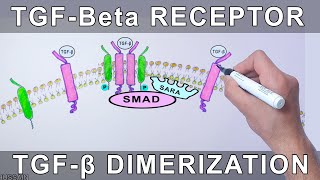 TGFBeta Receptor  Structure and Dimerization [upl. by Aldrich254]