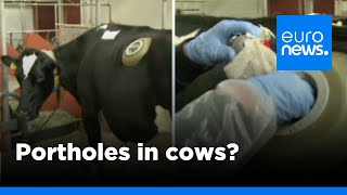 Swiss made cows fitted with portholes in stomach to test digestion  euronews 🇬🇧 [upl. by Gleason]