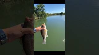 ONLY A FEW SECONDS FOR THIS BASS hobbies fishing toys fish snakehead shortvideo [upl. by Noedig378]