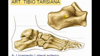 Articulación del tobillo [upl. by Terrej]