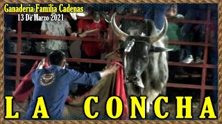 Montas De Toros 🎷🎺🐂PATRONALES LA CONCHA🐂🎺🎷 13 Marzo 2021 [upl. by Nosle445]