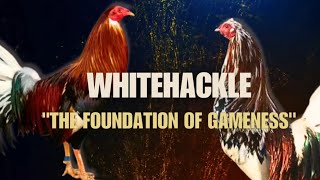 WHITEHACKLE GAMEFOWL BLOODLINE Fighting Style and History [upl. by Uni]