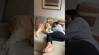 The potty mouth is real dogshorts goldenretriever puppy dogs puppies funnyvideos [upl. by Wolfy671]