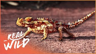 The Worlds Deadliest Reptiles  Race of Life  Real Wild [upl. by Racklin]