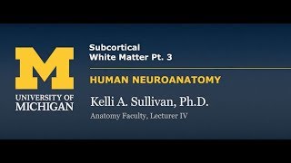 Nervous System Cortex  Subcortical White Matter pt 3 [upl. by Ailak]