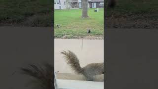 Brown Noser has abs cuteanimal squirrel squirrels wildlife squirrelwatching squirrelvideo [upl. by Aiza]