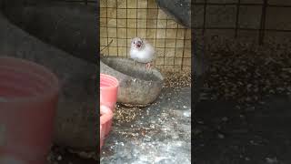 Finch first chicks nesting out trending birds parrot youtubeshorts [upl. by Adekan960]