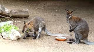 Bennettkänguru Macropus rufogriseus Känguru Tiergarten Zoo Schönbrunn Australien Beuteltier [upl. by Eillah609]