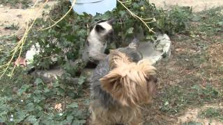 Les chiens naiment pas les chats [upl. by Une249]