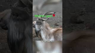 Markhor goat🐐 wildlife animaldocumentary goat nature [upl. by Carree]