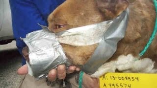 Pit Bull Bait Dog quotFrodoquot Found with DuctTaped Muzzle Extreme Injuries [upl. by Achorn]