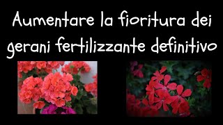 Aumentare la fioritura dei gerani Fertilizzante definitivo [upl. by Haleehs]