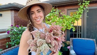 Harvesting Floret Celosia To Dry amp Saving Seeds To Give Away [upl. by Burt893]