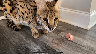 Wild Serval Pet Eats Chicken Wings  Handfeeding [upl. by Dianthe629]