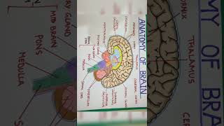 Easy diagram of Brain shorts drawing shortsvideo [upl. by Schurman497]