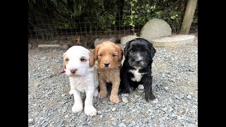 Labradoodle Puppies Start Eating On Their Own  Shadow Pebbles E 05 [upl. by Llerred]