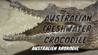 Australian Freshwater Crocodile Johnstons Crocodile Crocodylus johnsoni  Australien Krokodil [upl. by Akinehc]