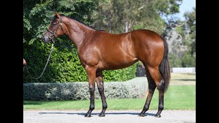 Inglis 2024 Classic  Lot 102  Wootton Bassett x Ballet Suite filly [upl. by Adiesirb]