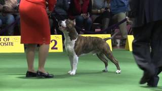 American Staffordshire Terrier Westminster Kennel Club Dog Show 2016 [upl. by Yeaton]