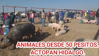 TIANGUIS DE ANIMALES ACTOPAN HIDALGO [upl. by Astra]