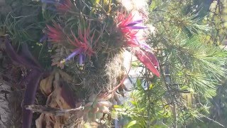 Tillandsia ionantha  Seeds Being Wind Dispersed [upl. by Dnar]