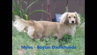 Myles  Shaded Cream Dachshund  Boylan Dachshunds Sire [upl. by Iverson]